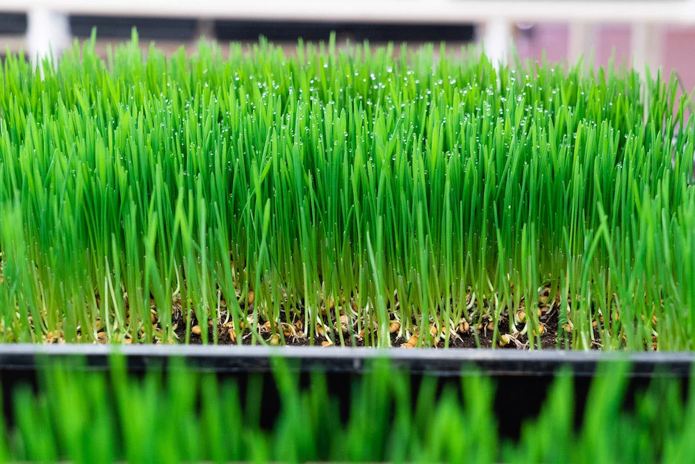 Wheatgrass for Fitness: The Natural Energy & Recovery Superfood