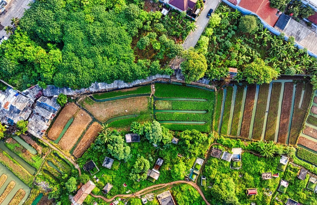 How Organic Farming Enhances the Nutritional Value of Superfoods: A Complete Scientific Guide (2026)