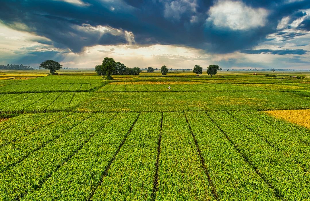 Organic Farming in India: A Complete Professional Guide for 2026.