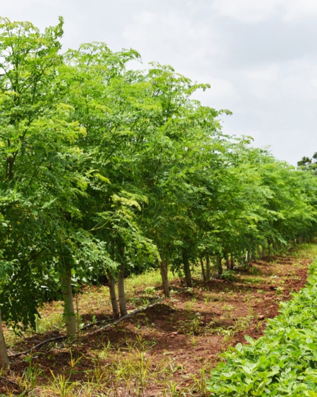 Herbaleco Natural Wellness